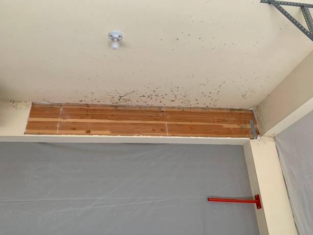Best Mold-Related Health Consultation  in Plainview, NE