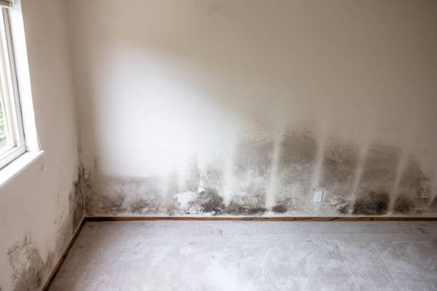 Plainview, NE Mold Removal Company
