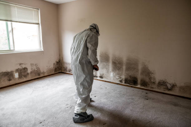 Best Industrial Mold Remediation  in Plainview, NE