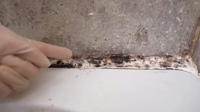 Best Water Damage & Mold Remediation  in Plainview, NE